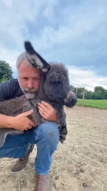 Ослик любит своего хозяина - 2023 год