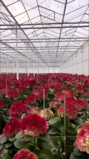 Так растут гортензии на срез#hortensia #гортензія #hydrangea #го