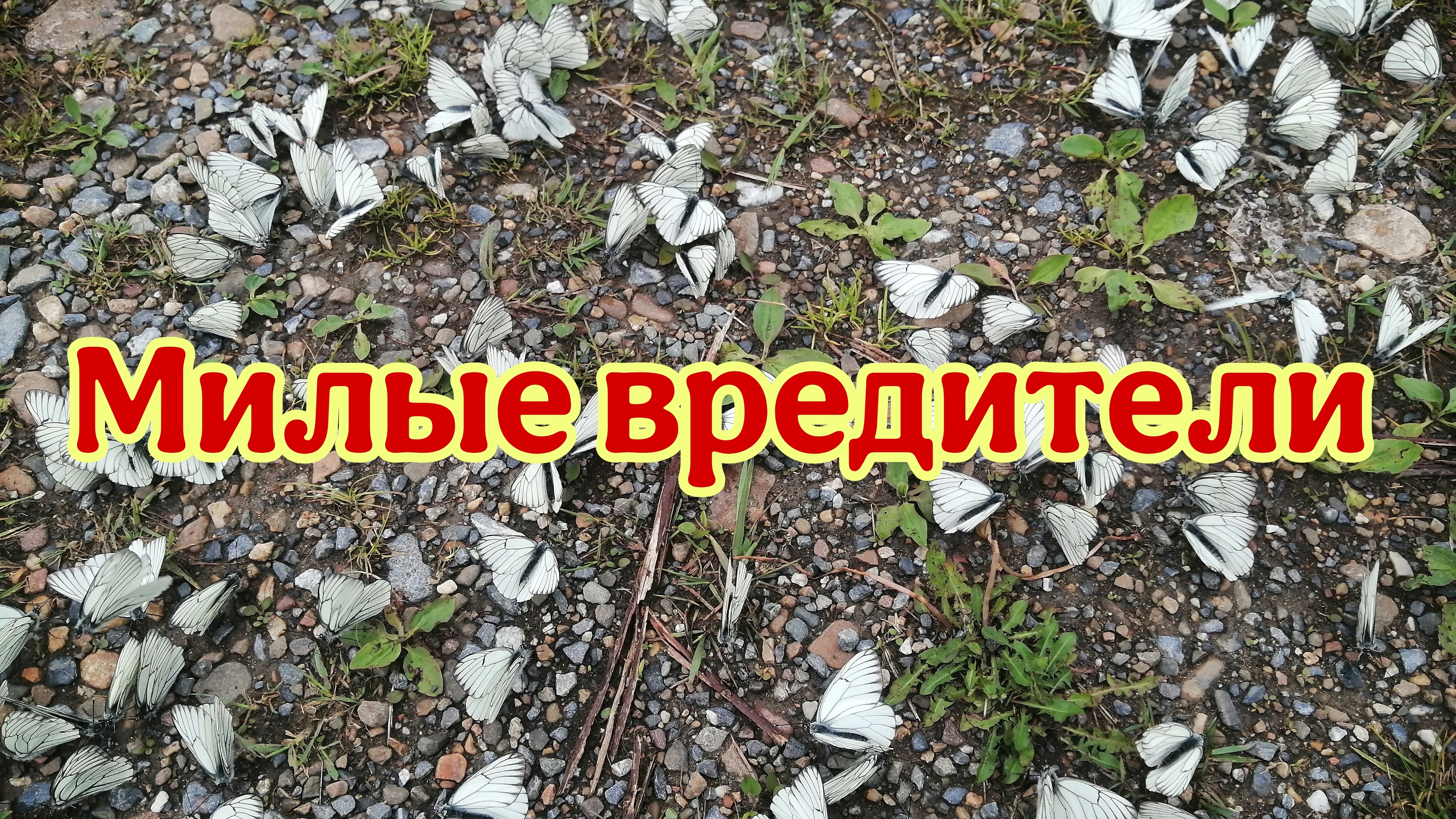 Бабочки. Вот что они делают.
