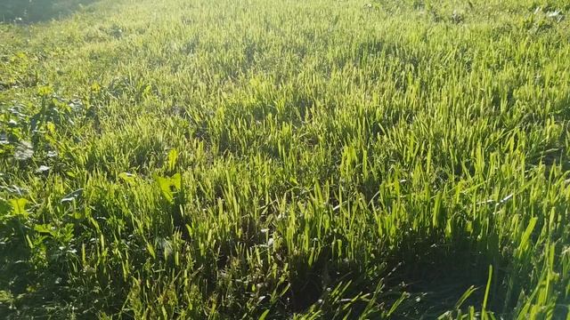VID_20250605_183314.mp4