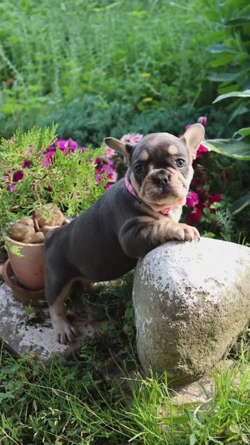 📞 +7 918 392-75-20 ЩЕНОК 🧿 ФРАНЦУЗСКИЙ БУЛЬДОГ 🐶 ДЕВОЧКА 🎀  заводчик ✍️ Кристина Одобеско📍 КРД