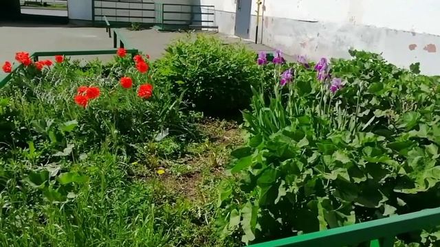Позитивные цветочки очень яркие растут