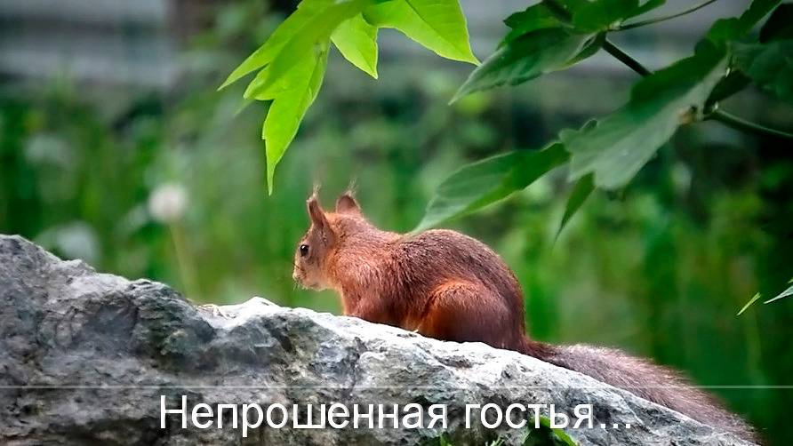 К медвежата Белке и Стрелке пришла настоящая белочка и не торопится уходить.