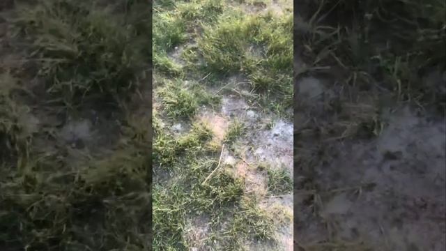 Вот так утилизируют детские вафли в водоеме поселка "Чистые пруды-2", село Новая Беденьга