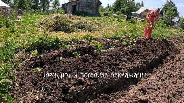 Мой странный способ посадки перца
