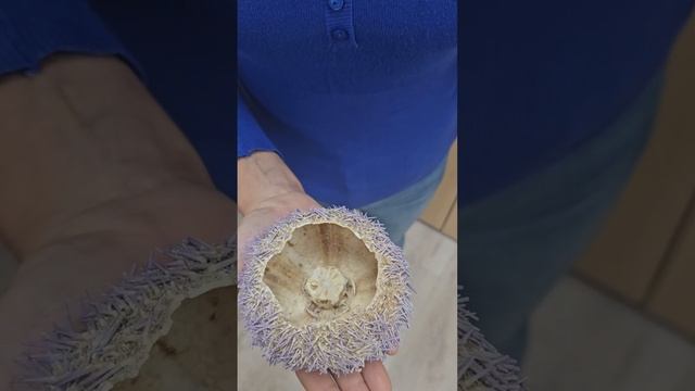 Аристотелев фонарь