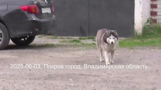 Собака лает на меня