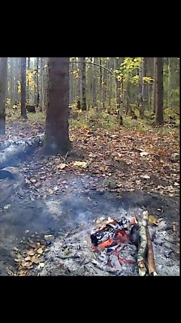 Утро после шторма в лесу