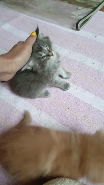 Малявочки 🥰 Котята Мейн Кун