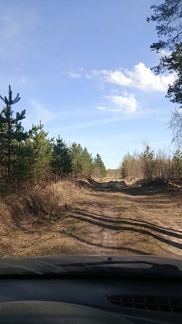 Лесная дорога.