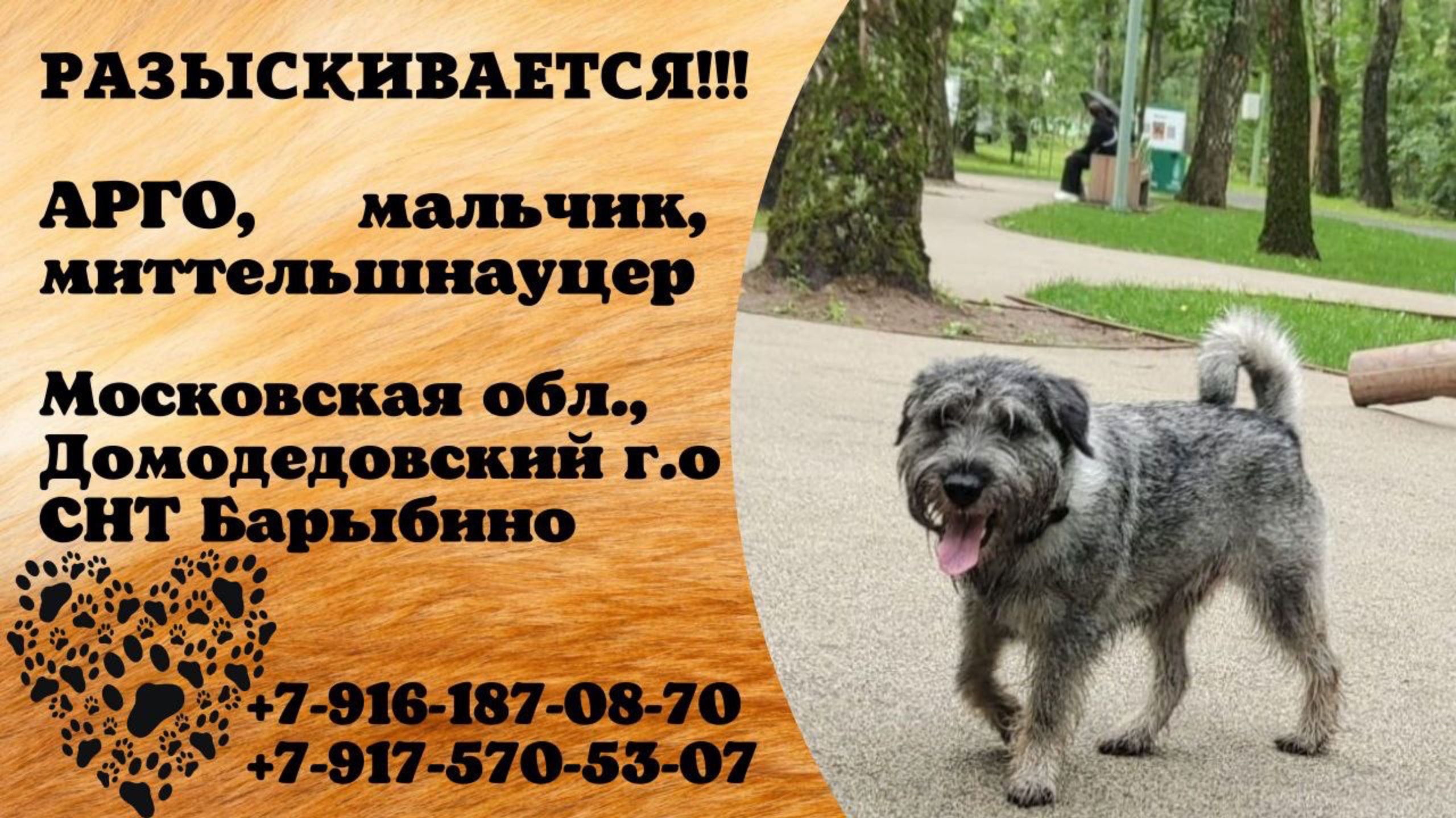 Пропала собака! АРГО, мальчик, миттельшнауцер. Московская обл., Домодедовский г.о, СНТ Барыбино.