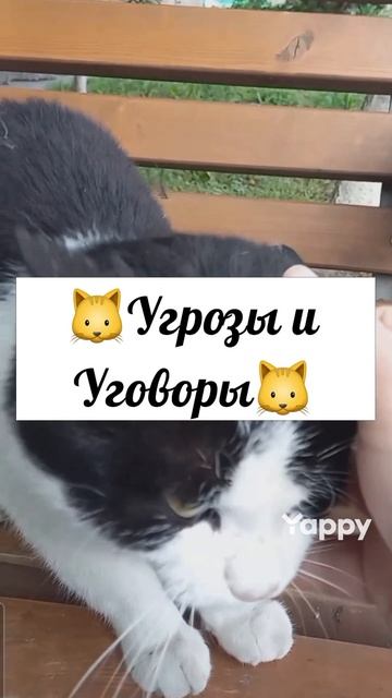 #котики #кошка #киса #домашниеживотные #кошки #пес #собакадругчеловека #собака #собаки #щенок #мимим