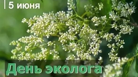 05.06.25 - День эколога