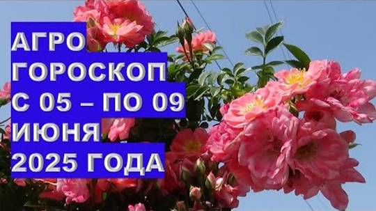 Что обязательно сделать в огороде в июне 2025: главные работы месяца