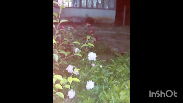 1000087517.mp4