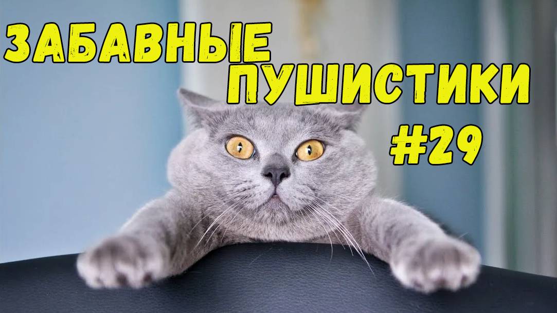 Я РЖАЛ ДО СЛЕЗ 😹 СМЕШНЫЕ КОШКИ И СОБАКИ  СМЕШНЫЕ ЖИВОТНЫЕ 2025 😹 ЛУЧШИЕ ПРИКОЛЫ #29