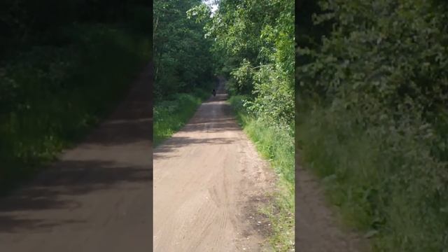 Мопед из бензопилы Урал. Видео с покатушками.