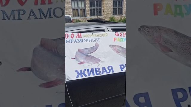 Форель живая и копчёная, африканский сом в продаже! г.Краснодон. Доставка по городу бесплатно!
