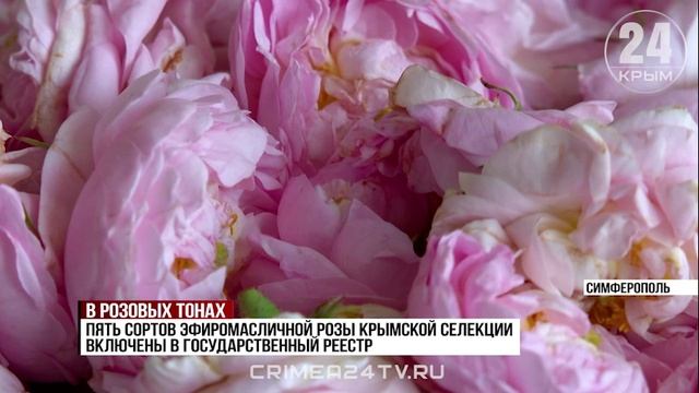 Крымские учёные создают новый сорт эфиромасличной розы