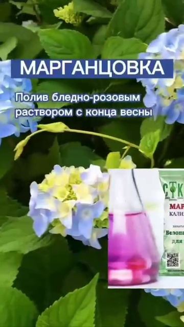 Чем подкормить гортензию