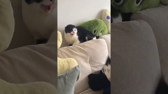 Кошки пранки