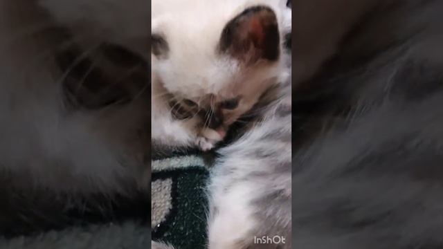 1000152179.mp4