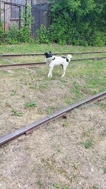 злой песель