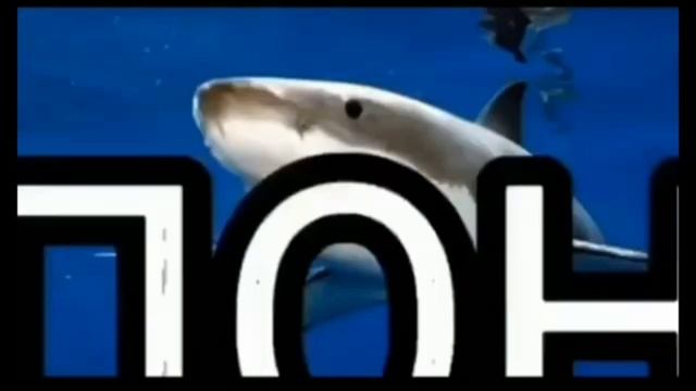 пон мем с акулой