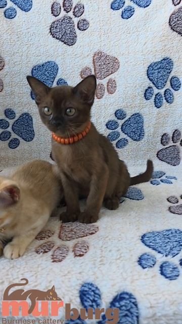 "MURBURG" Питомник кошек породы бурма