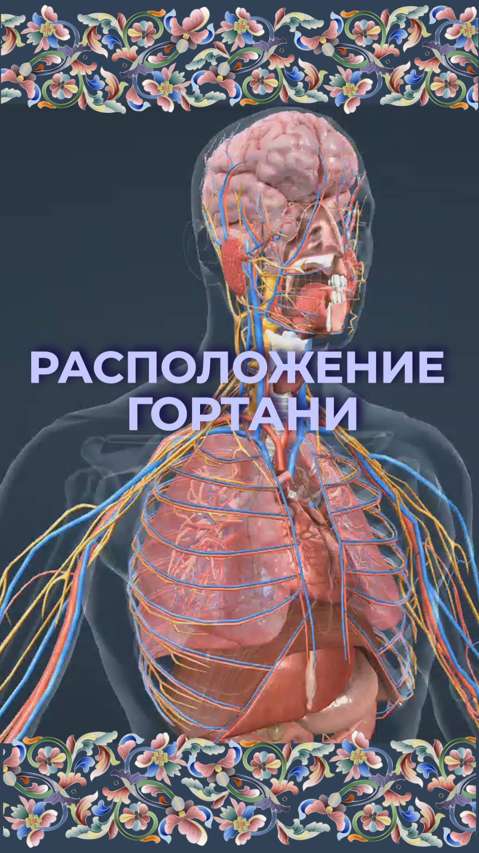 Расположение гортани