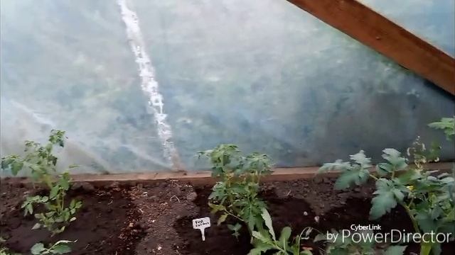 Сегодня для капусты райское наслаждение.