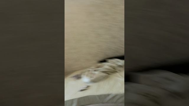 1000021784.mp4аппрк