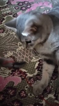 Надоело Барсе спать, она решила поиграть