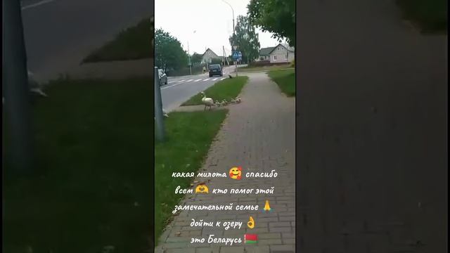 Лебединая семья возвращается на озеро.Это в Беларуси