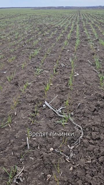 Озимая пшеница, фаза 2-ой лист #сельскоехозяйство #агро
