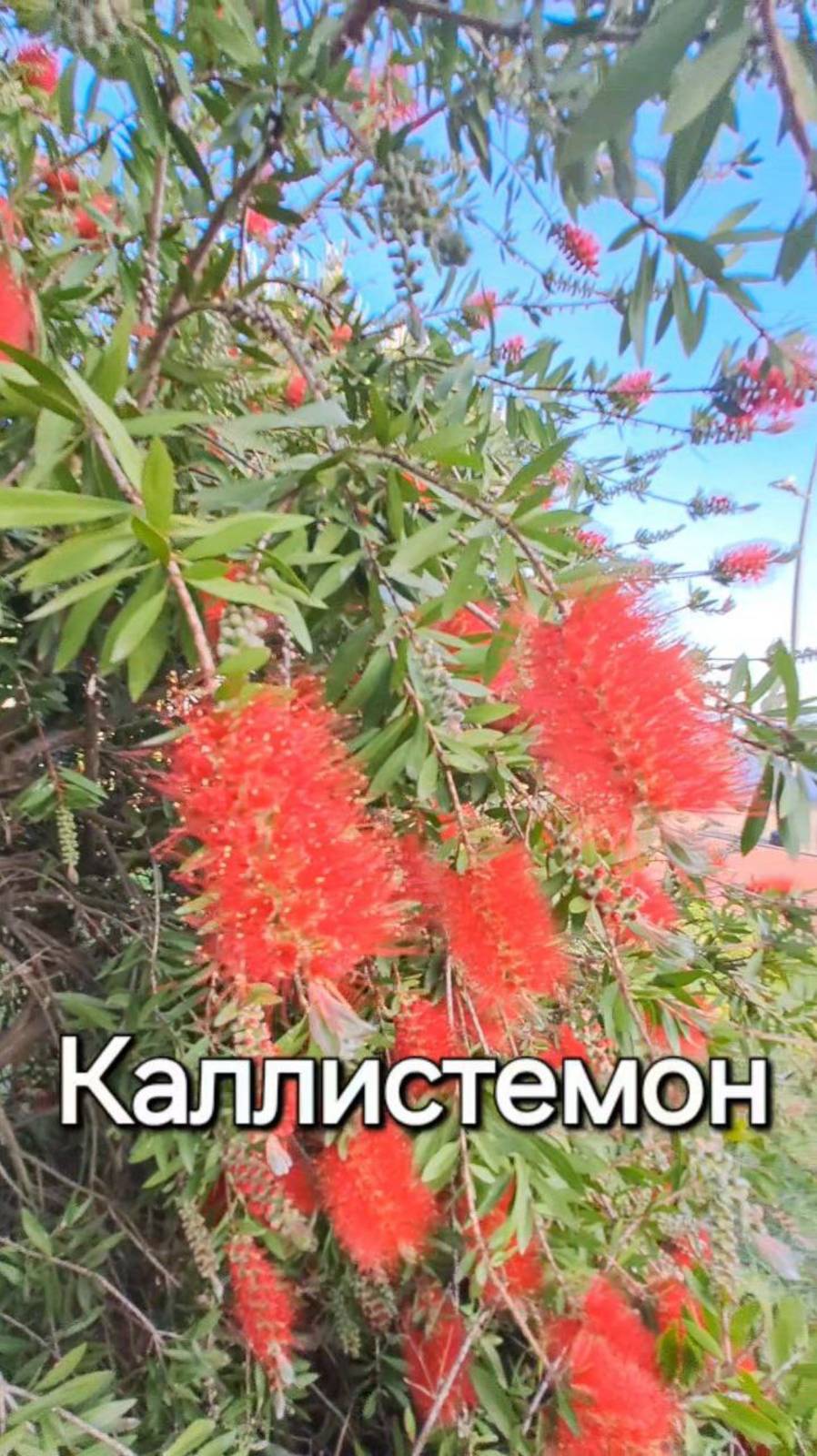 Каллистемон