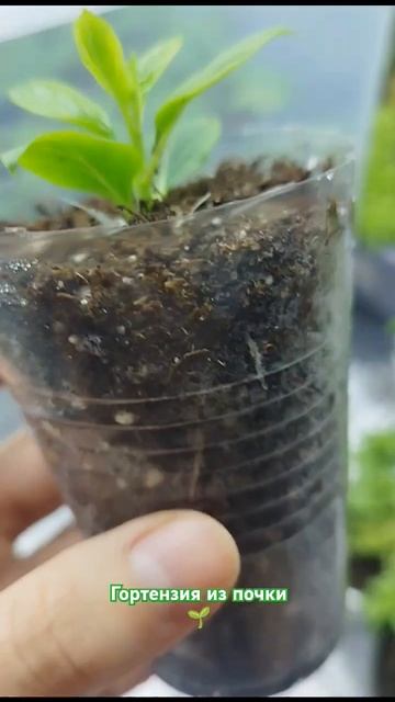 Размножение метельчатой гортензии почкой 🌱🌱🌱 #цве?