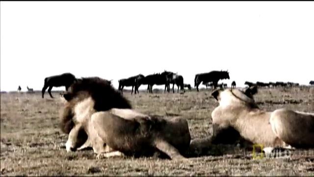 Bringing Eden Back | Nat Geo Wild