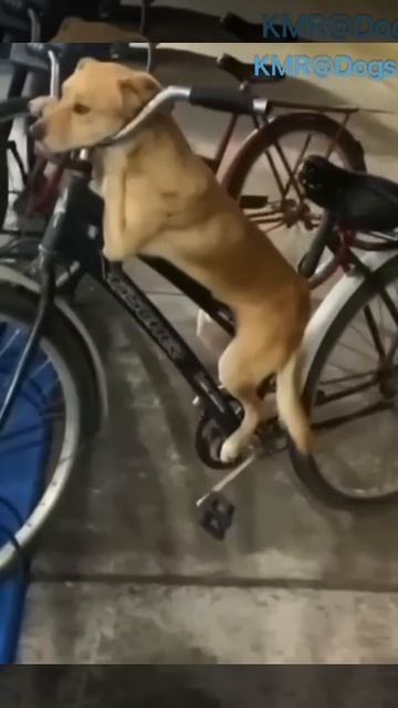 Противоугонный замок🔒😂