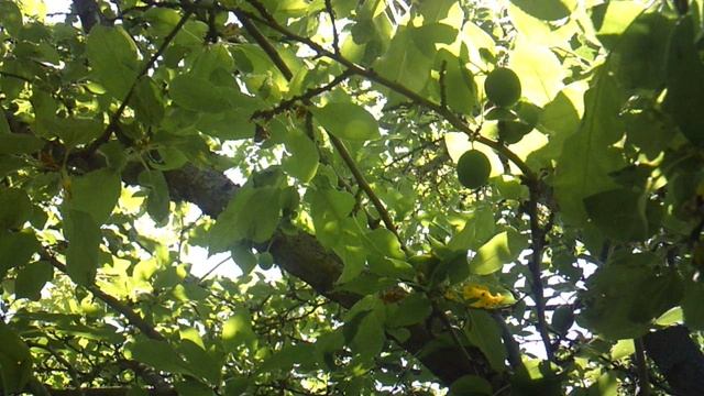 Плоды нашей сливы - обзор