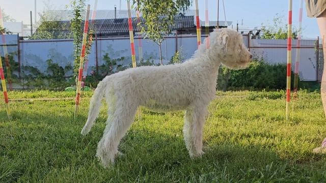 Анвиго Соул Адель - 4,5 месяца