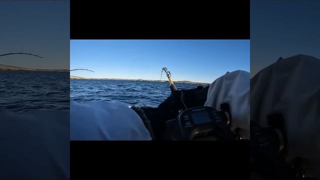 Морская рыбалка. Норвегия. Тролинг. Пикша. #shorts  #рыбалк