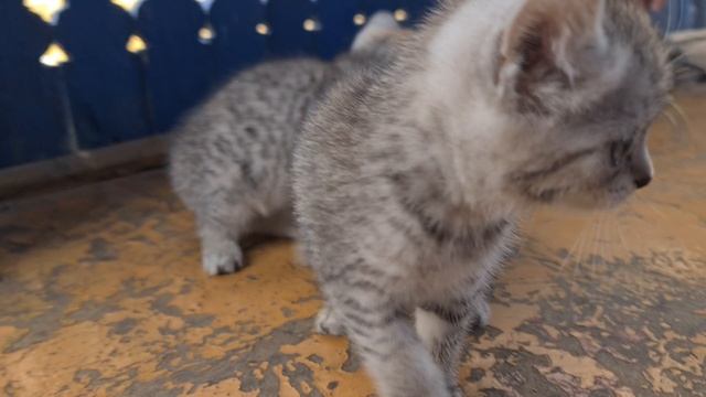 Котята в добрые руки. Камень-на-Оби