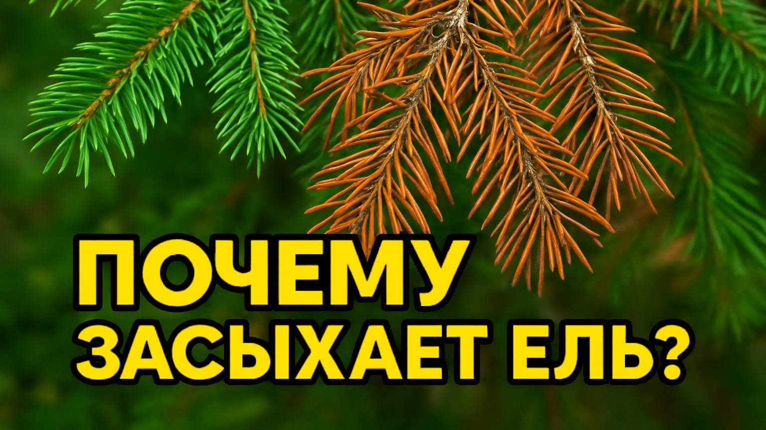 Ель засыхает? Не спешите выкапывать — причина может удивить!