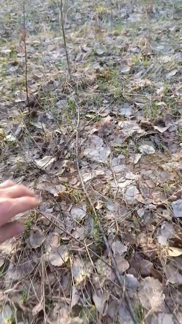 Сезон сбора сморчковой шапочки открыт)