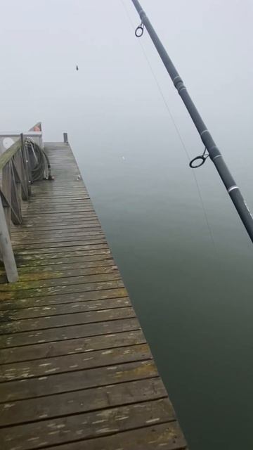 Когда лучше клюет. #alxwld #щука #рыбалка #fish #fishing #активны?