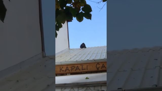 Кошачья драка