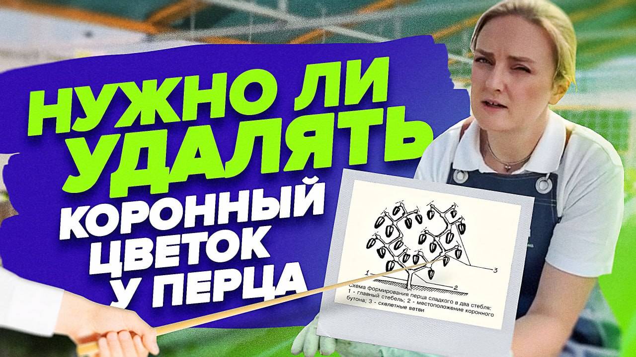 КАК МЫ ФОРМИРУЕМ НАШИ ПЕРЦЫ