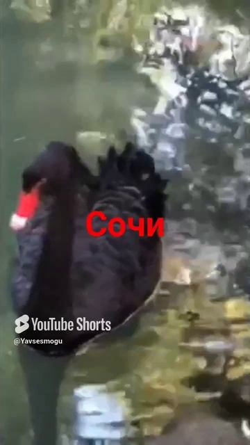 #Shorts  #Любовь  #Сочи