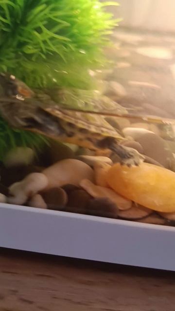 🐢Снимаю Майю🐢